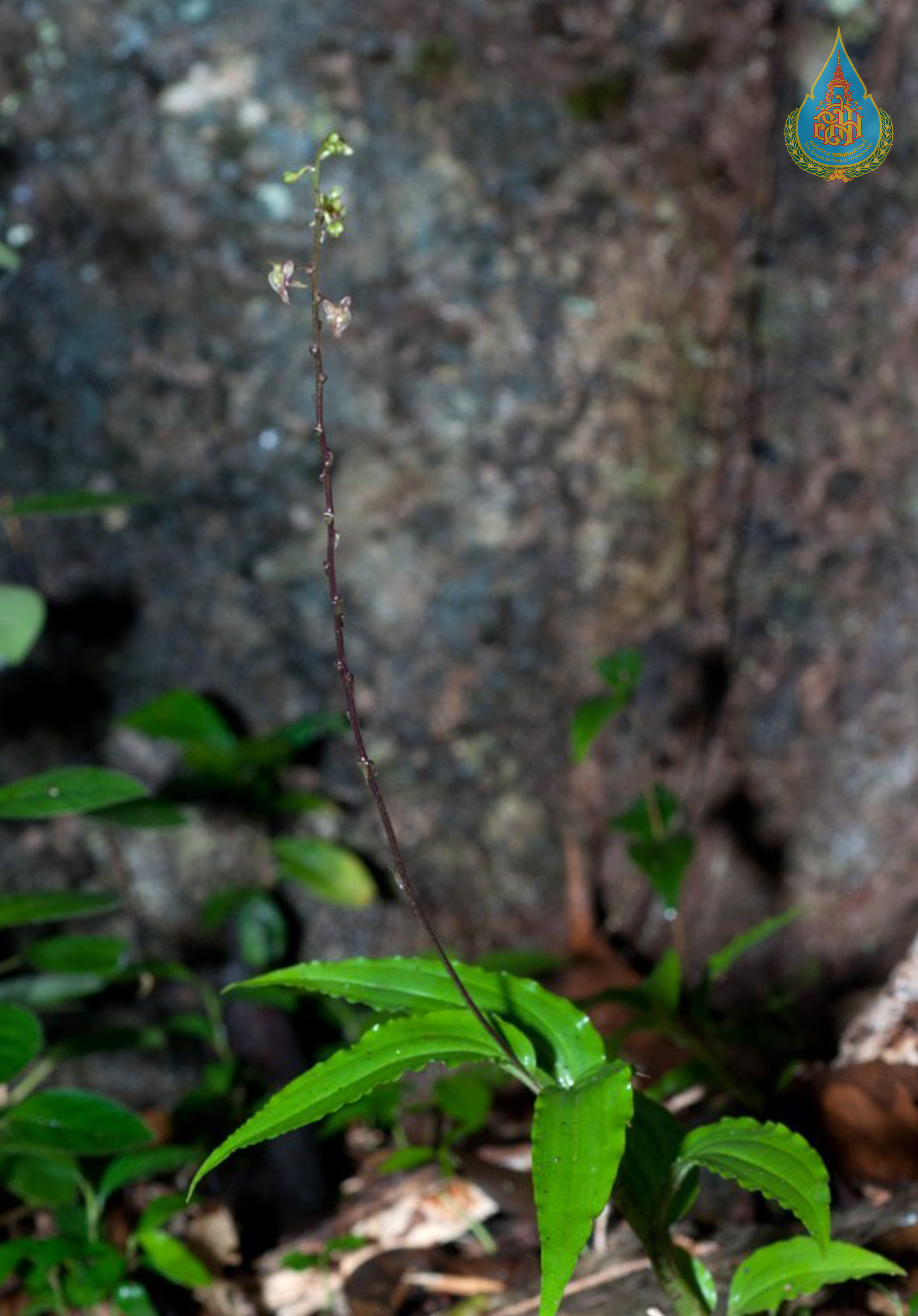 หูเสือใบเคียว Crepidium falcifolium Nuammee, Seelanan & H.A.Pedersen<br/>ORCHIDACEAE